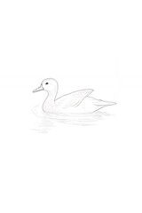 Obraz premium Sketch of a Duck Swimming on Water