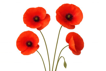 Vibrant red poppies blossoming on slender green stems, delicate petals unfurling against pristine white backdrop