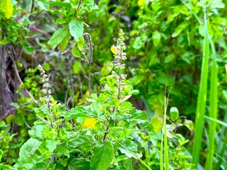 Holy basil plants bloom with vibrant green leaves outdoors during the summer sunlight