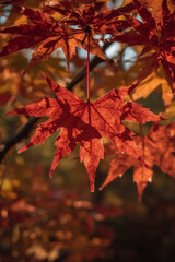 Autumn Maple Leaves with Forest Background