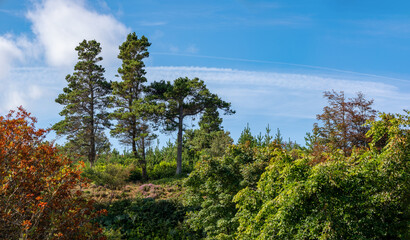 Spätsommerlicher Wald nahe Tobermory, Schottland – Kiefern und Laubbäume unter klarem Himmel mit Kondensstreifen, aufgenommen im August 2025  