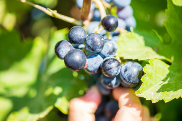 Child picking ripe black grapes from a vine. 