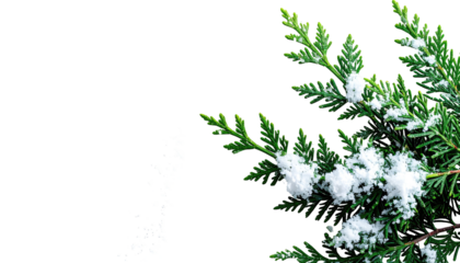 Close-up of a snowy evergreen branch against a dark background
