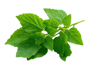 Fresh green basil leaf, aromatic herb, isolated transparency background, used cooking recipes