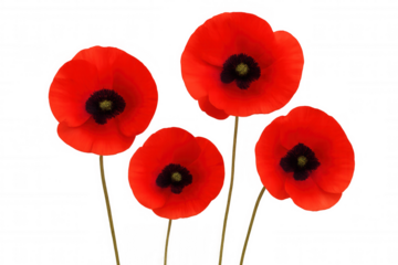 Vibrant red poppies blossoming against transparent backdrop, symbolizing memorial remembrance