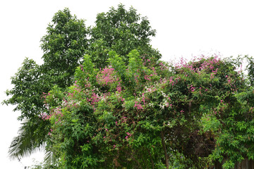 Fototapeta premium Ivy and flowers blooming on the roof of a house isolated on transparent and white background.PNG image