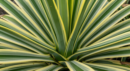Close up of a variegated yucca plant showcasing its green and yellow striped leaves in a radial pattern highlighting