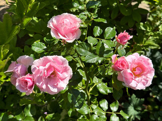 Pretty pink roses and rosebuds in garden.