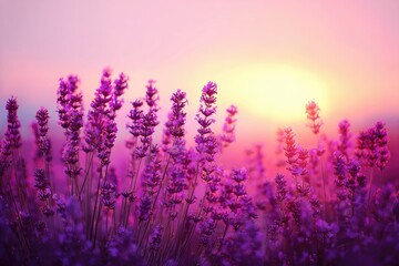 Lavender field at sunset, vibrant purples and pinks