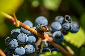 Honeybee collecting nectar from ripe grape clusters on a sunny day.