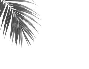 Close-up grayscale palm frond, textured and detailed, against a black background, leaving ample space for text or design