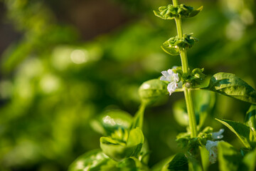 Close-up photograph of fresh basil with green leaves, captured with a 105mm lens. Detailed view of leaf texture and color, perfect for culinary, gardening, and natural-themed projects