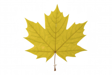 Vibrant yellow maple leaf floating against transparent backdrop, highlighting seasonal autumn design elements with natural golden hue