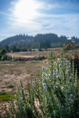 Fototapeta premium Rosemary bush in the foreground of a field with rolling hills behind. Rosemary herbs are aromatic and flavorful, great for cooking.