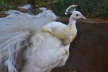 white peacock portrait