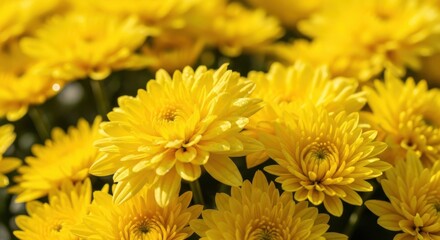 Obraz premium Vibrant yellow chrysanthemum flowers in full bloom capturing the warmth and beauty of autumn gardens and floral arrangements