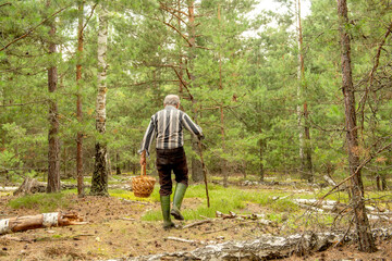 Elderly gray-haired man with a stick and basket picking mushrooms in a pine forest with green moss. Authentic rural life, real people, foraging tradition, and simple lifestyle in nature.