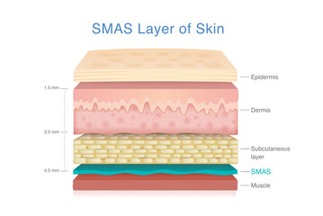 Anatomy of SMAS skin layer between fat and muscle. Cross section of human skin for dermatology, cosmetic surgery and face lifting illustration.