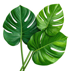 Three vibrant monstera leaves,  close-up,  lush green,  tropical,  nature