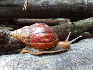 A snail walking on the trunk wooden