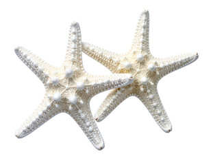 Two white starfish, close-up