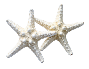 Two white starfish, close-up