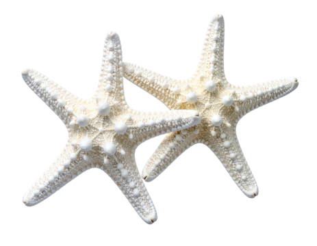 Two white starfish, close-up