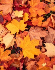 Autumnal Foliage Close Up View of Fallen Leaves Displaying Vibrant Coloration on Ground