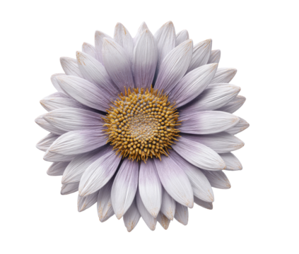 Close-up of a delicate, light purple daisy