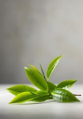 緑葉のささやき