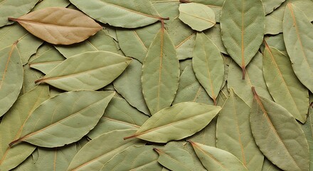 葉脈のささやき (Youhaku no sasayaki) (The Whisper of Leaf Veins)