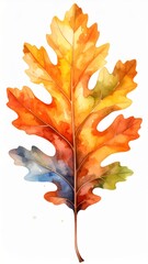 Fototapeta premium Isolated Watercolor Oak Leaf in Orange Yellow and Blue on White Background