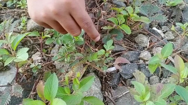 Mimosa pudica or sensitive plant (Putri Malu) collapsed after being touched by kid's finger in nature. Kid's hand touching Mimosa pudica plant