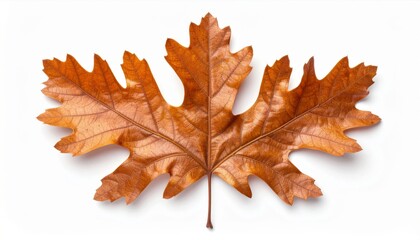 Dry Orange Maple Leaf with Veins on White Background in Sharp Detail and Flat Lighting