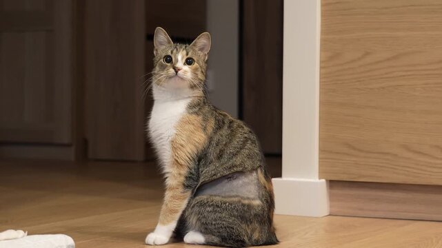 Curious cat recovering at home after surgery with big eyes and shaved side