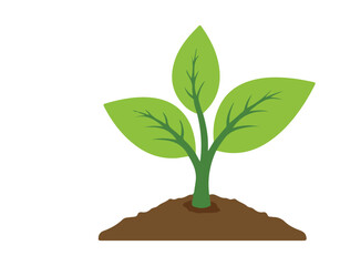 Sprout Growing From Soil Green Leaves and Earth