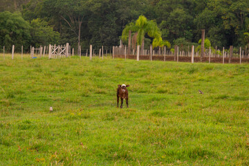Naklejka premium a cow on a Brazilian farm, Rio Grande do Sul, Brazil