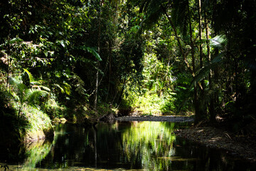 Obraz premium Serene Stream in a Tropical Rainforest 