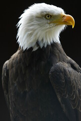 Proud Bald Eagle on a Black Background