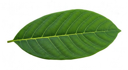 Obraz premium 緑の静寂