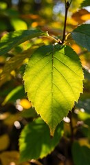 陽光に透ける葉脈