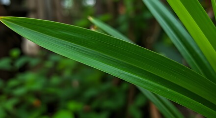 Obraz premium 緑葉のささやき