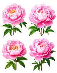 Four detailed illustrations of pink peonies.  Each shows a full bloom with lush, layered petals, a central yellow stamen, and green leaves