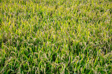 日本の美しい稲作畑