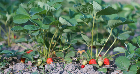 The strawberries are ripe and hanging under the leaves.