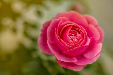 Close-up of blooming pink rose (Rosa) in Tallinn, Estonia. Detailed petals in sharp focus with green leaves and buds, blurred background of pastel wall creates romantic, natural floral composition.