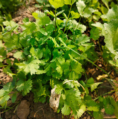 Close up shot of coriander growing on filed.
