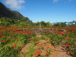 North of the island in Sao Jorge