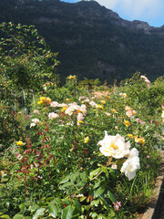 North of the island in Sao Jorge