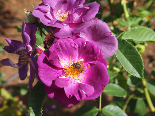 North of the island in Sao Jorge